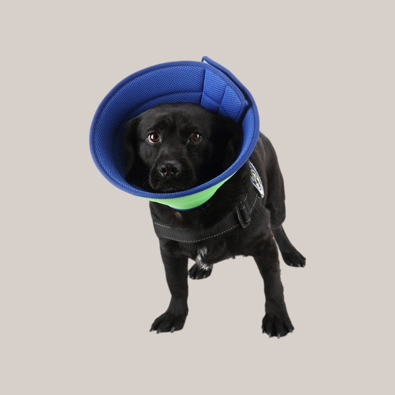 Transparent Anti-Bite Recovery Collar for Pets